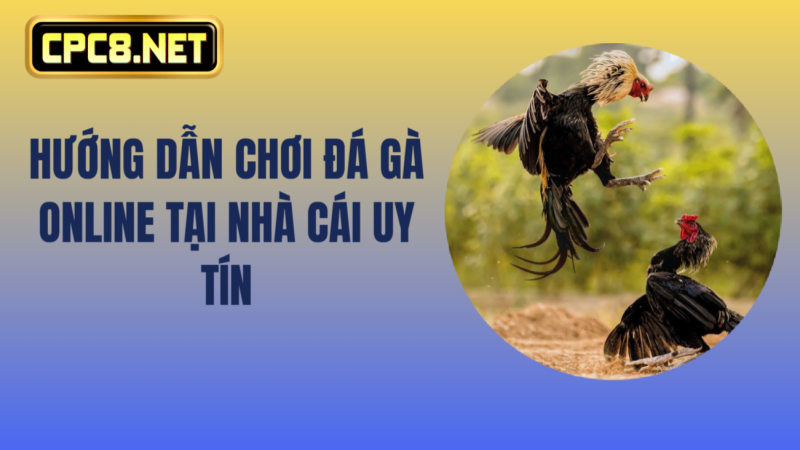 Hướng dẫn chơi đá gà online tại nhà cái uy tín