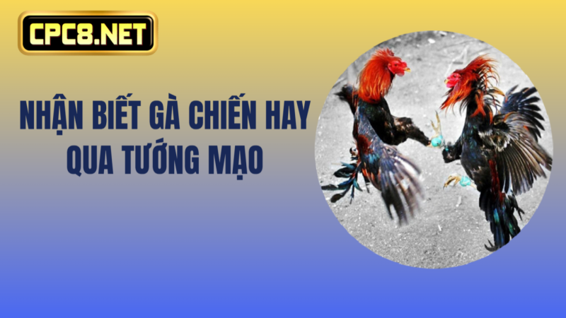 Nhận biết gà chiến hay qua tướng mạo